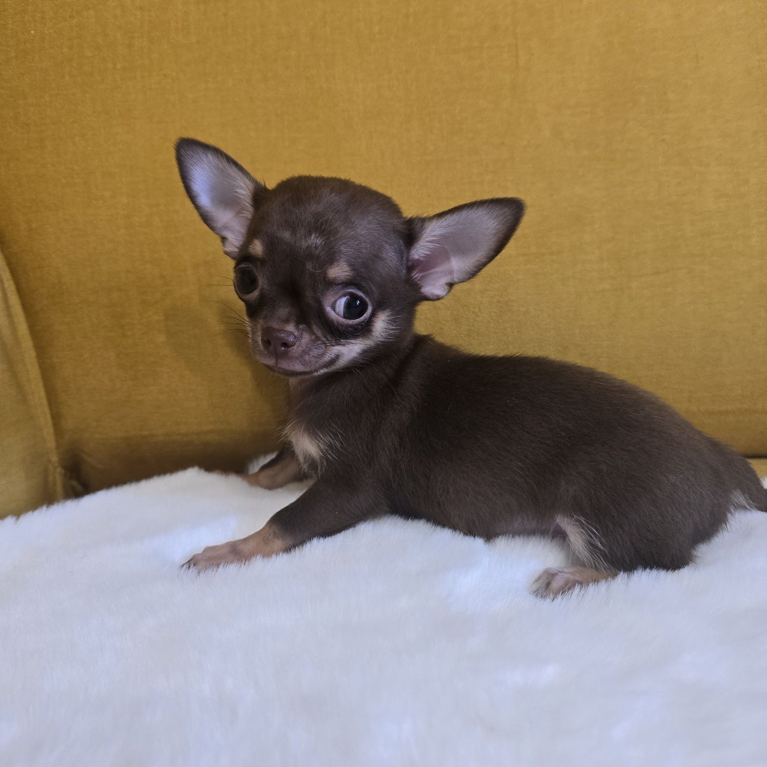 Juz do odbioru * Chihuahua samiec czekoladowy