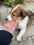 Owczarek szkocki collie