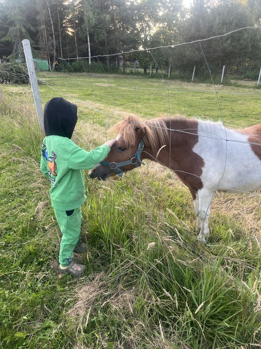 Kucyk Szetland Bruno