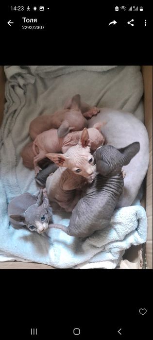 Канадские сфинксики