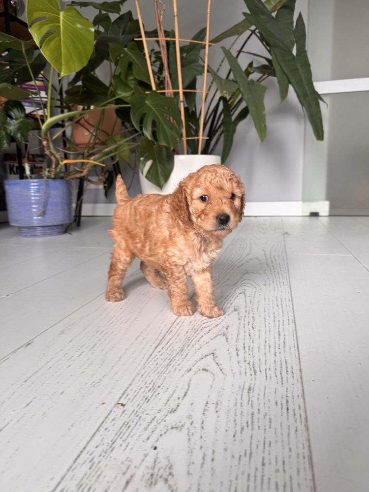 Goldendoodle F1b - piękny chłopczyk