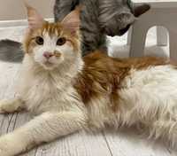 Kotka Maine Coon