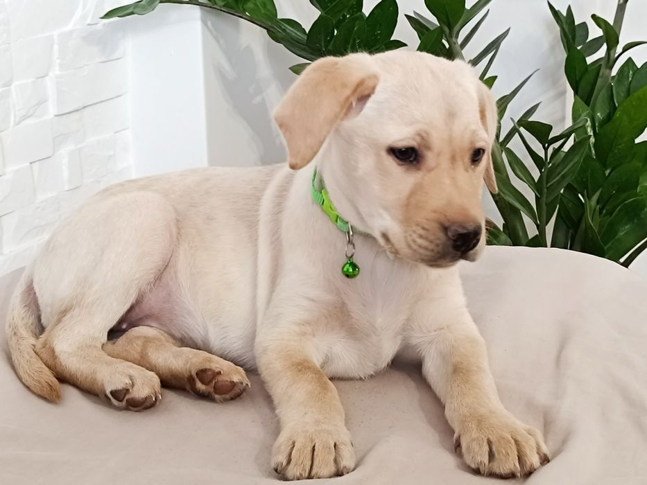 Suczka labrador retriever do odbioru