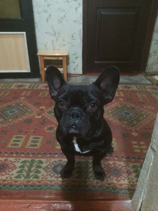 Красивый и Умный Мальчик ищет Девочку! Для  Случки!