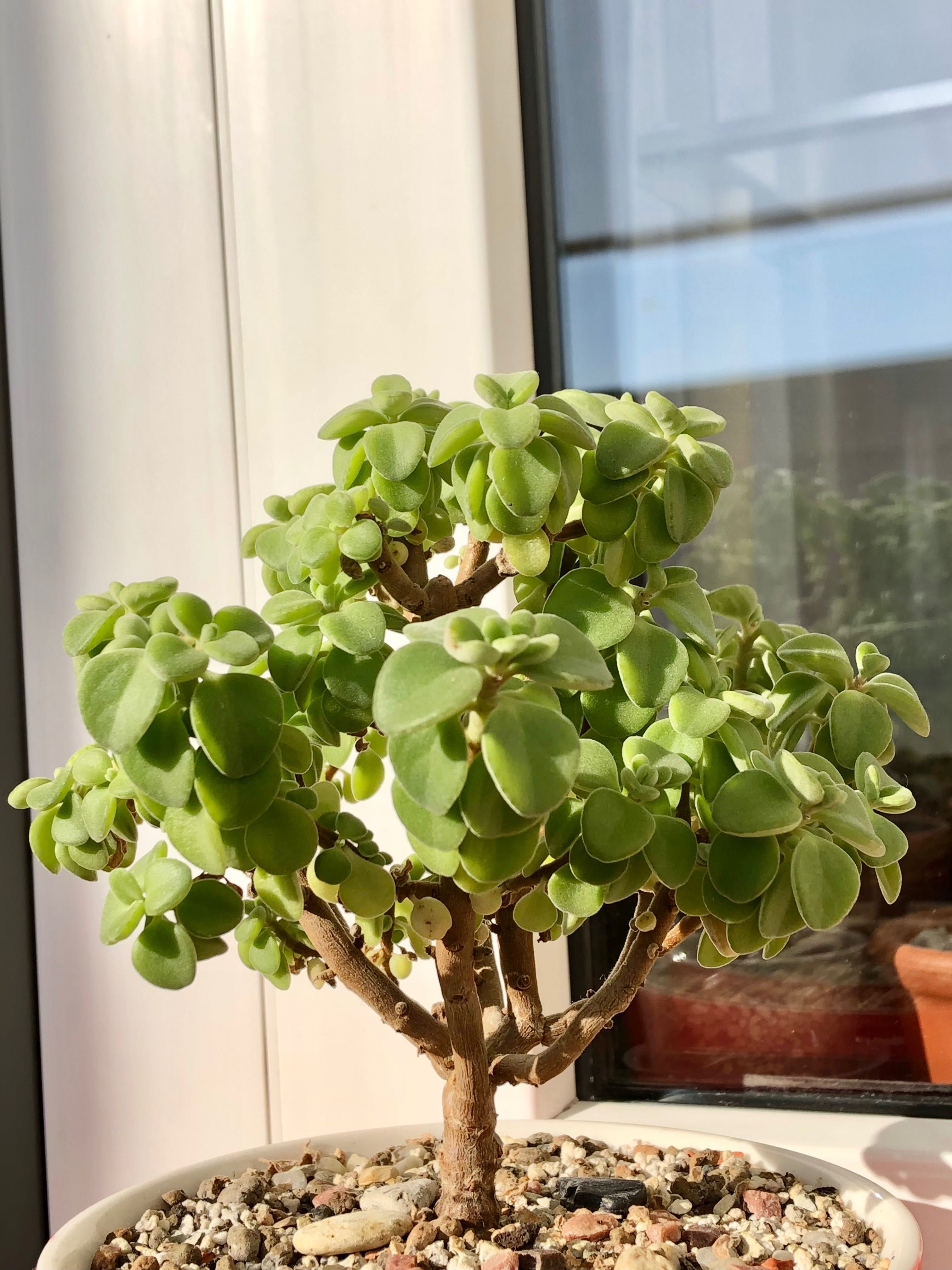 Сукулент Plectranthus socotranus