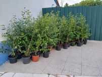 Eugénias myrtifolia