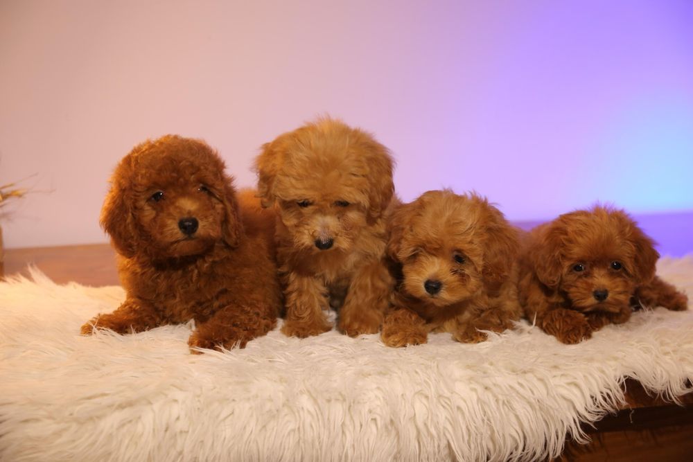 Один хлопчик ‼️ та одна дівчинка ‼️ мальтіпу Акційна ціна