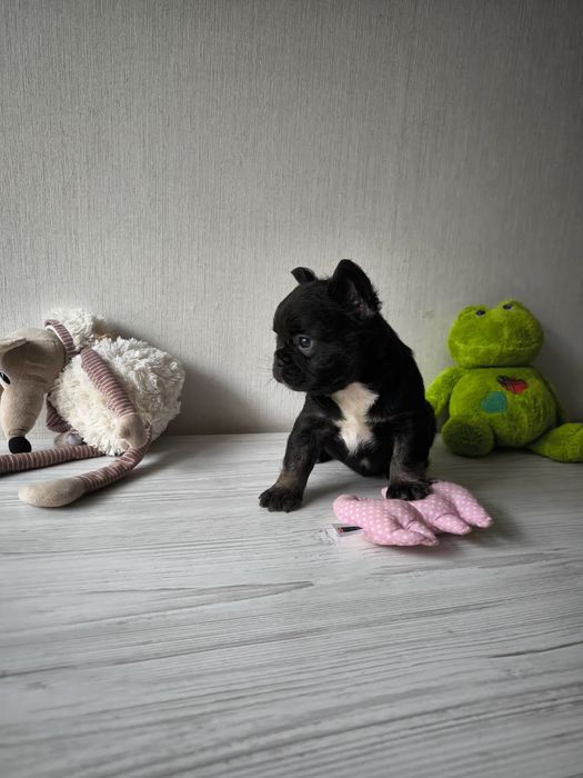 Флаффі дівчинка французский бульдог