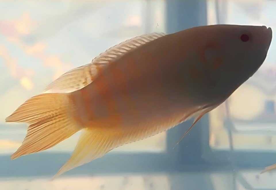 Macropodus opercularis Albino\ Peixe-Paraíso 5-6cm