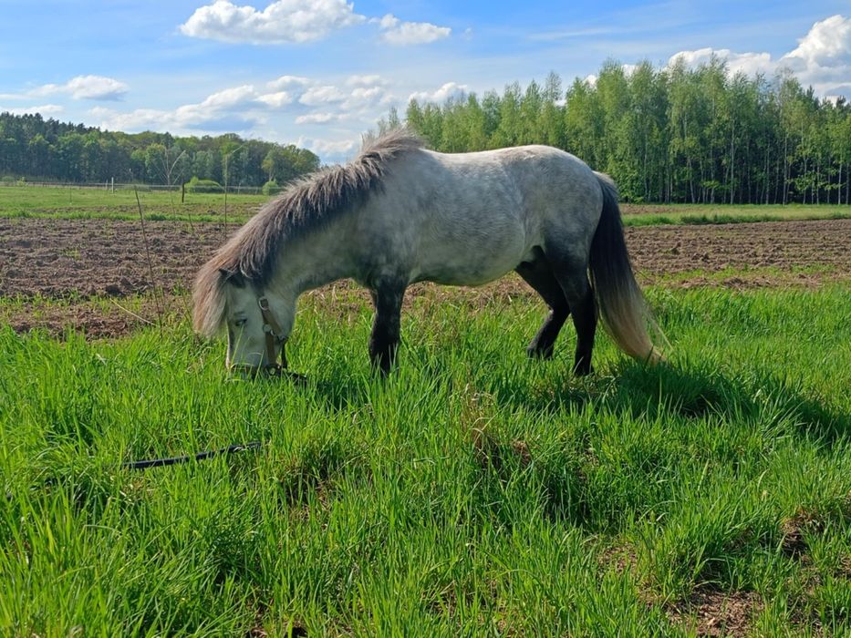 Sprzedam super ogiera