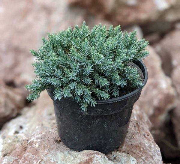 Можжевельник чешуйчатый Blue Star,Blue Arrow