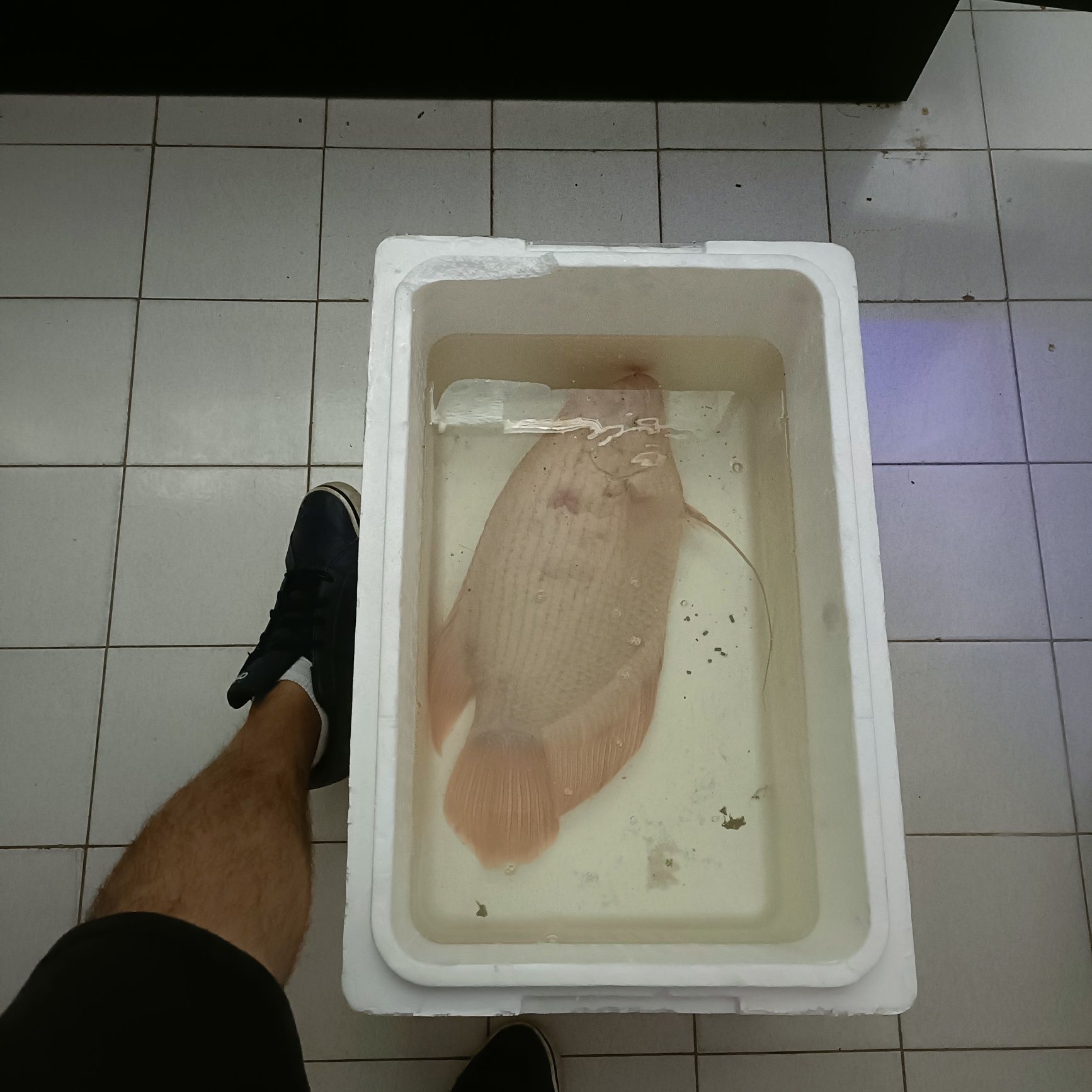 Vendo gurami gigante albino com 50cm