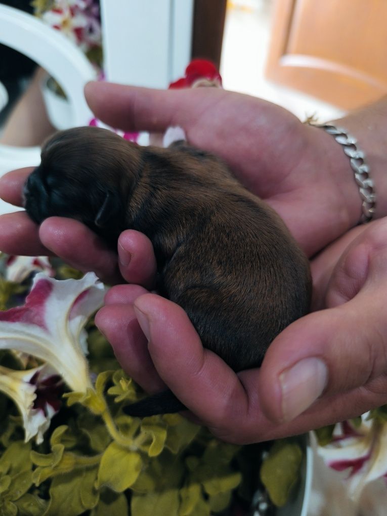 Piesek shih tzu rodowód 4 pokoleniowy chip umowa odbiór po wakacjach