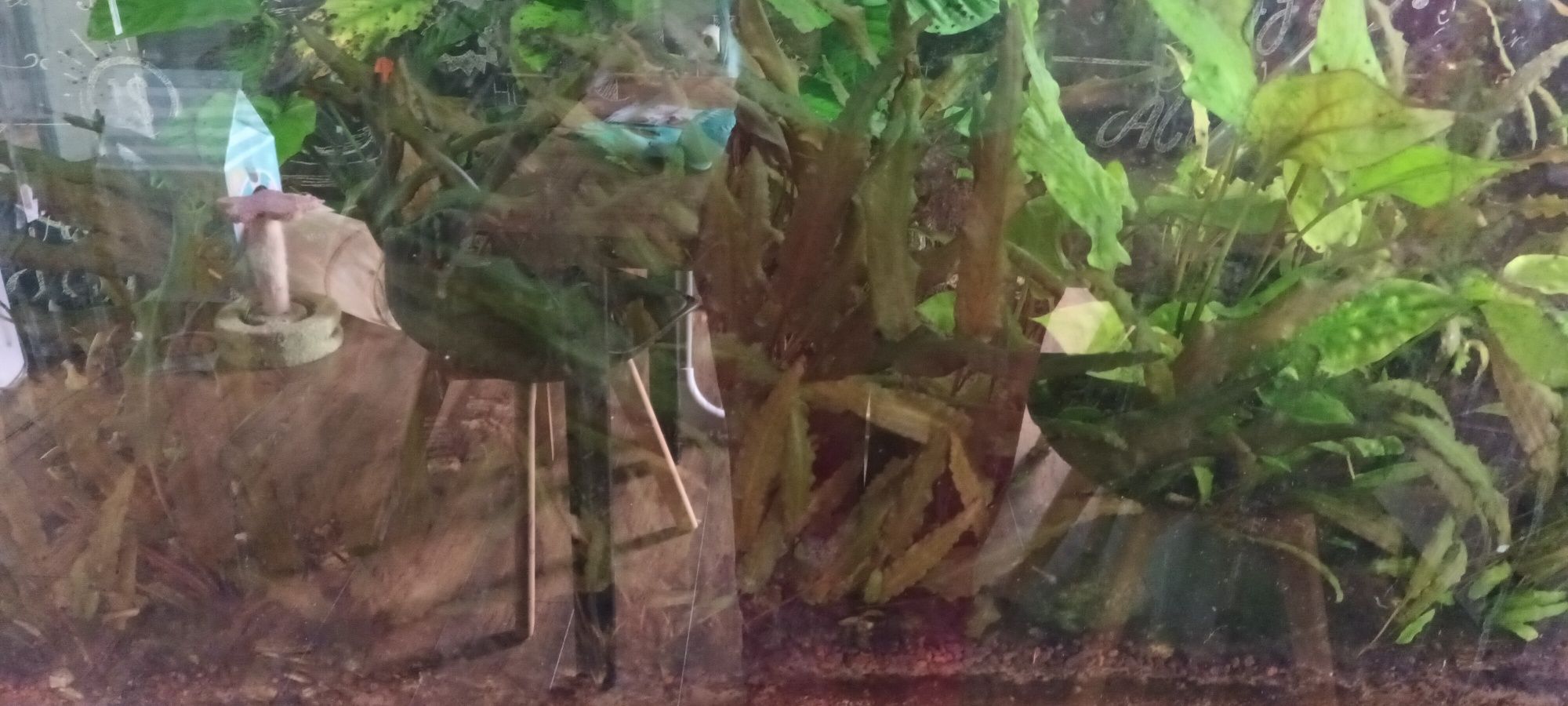 Kryptokoryna Wendtii