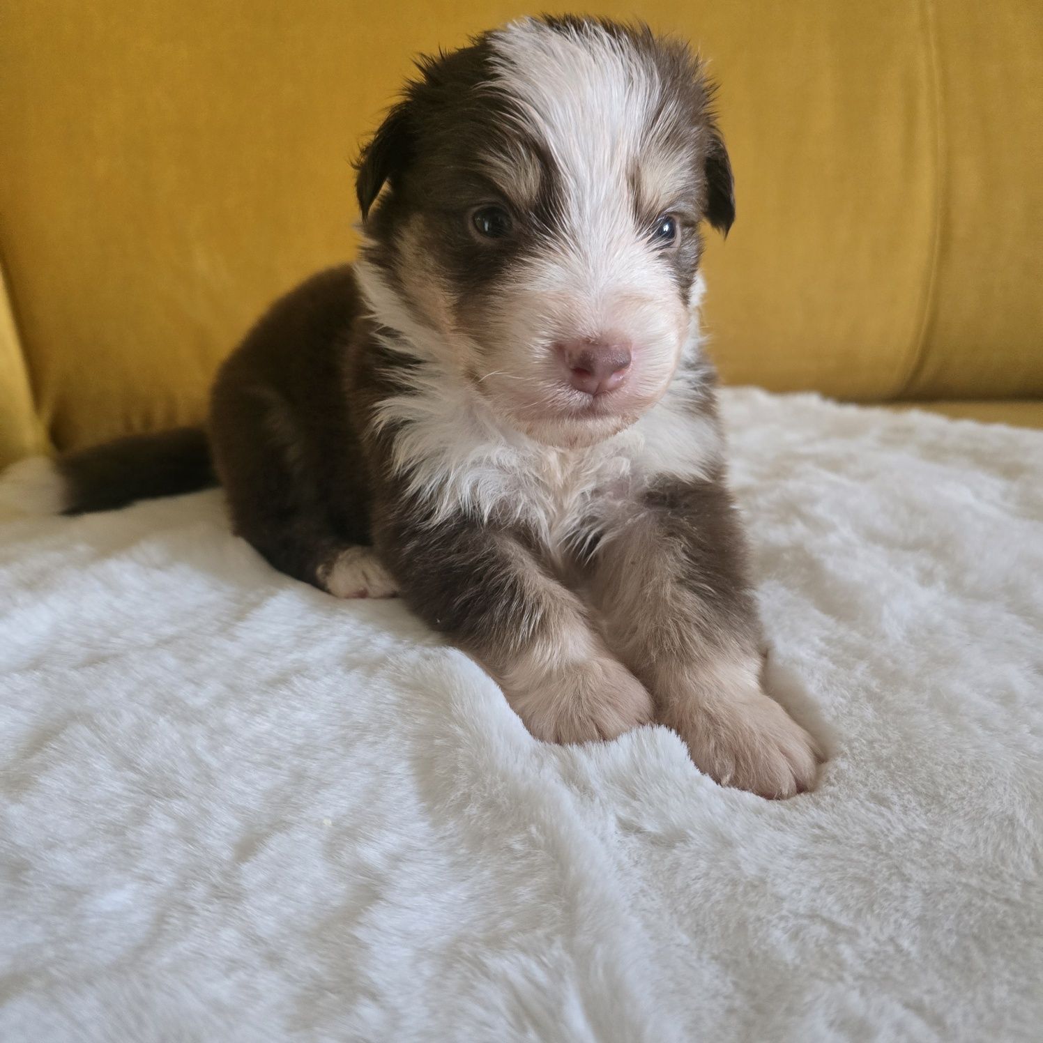 Owczarek australijski FCI samiec red tricolor nr 1