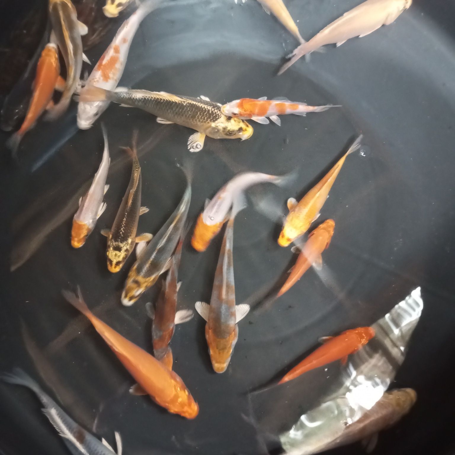 Karp koi w sprzedaży