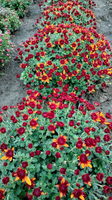 Хризантема мультифлора