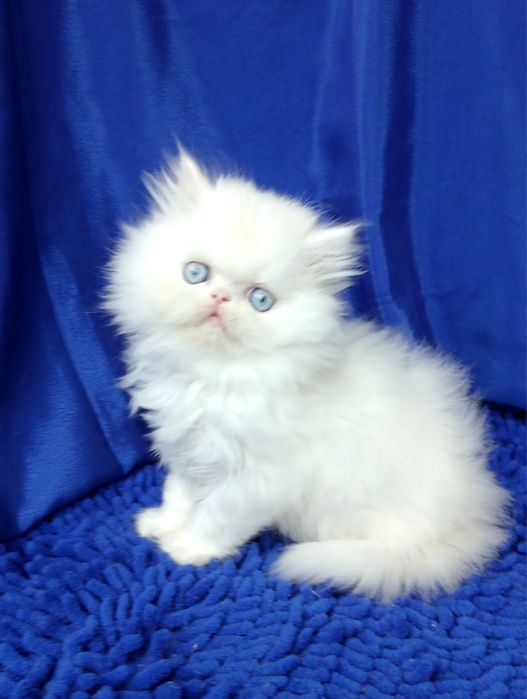 ГОЛУБОГЛАЗЫЙ белоснежный перс