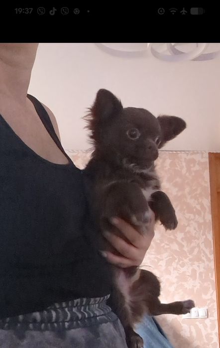 Гарнесенький хлопчик чихуахуа дш