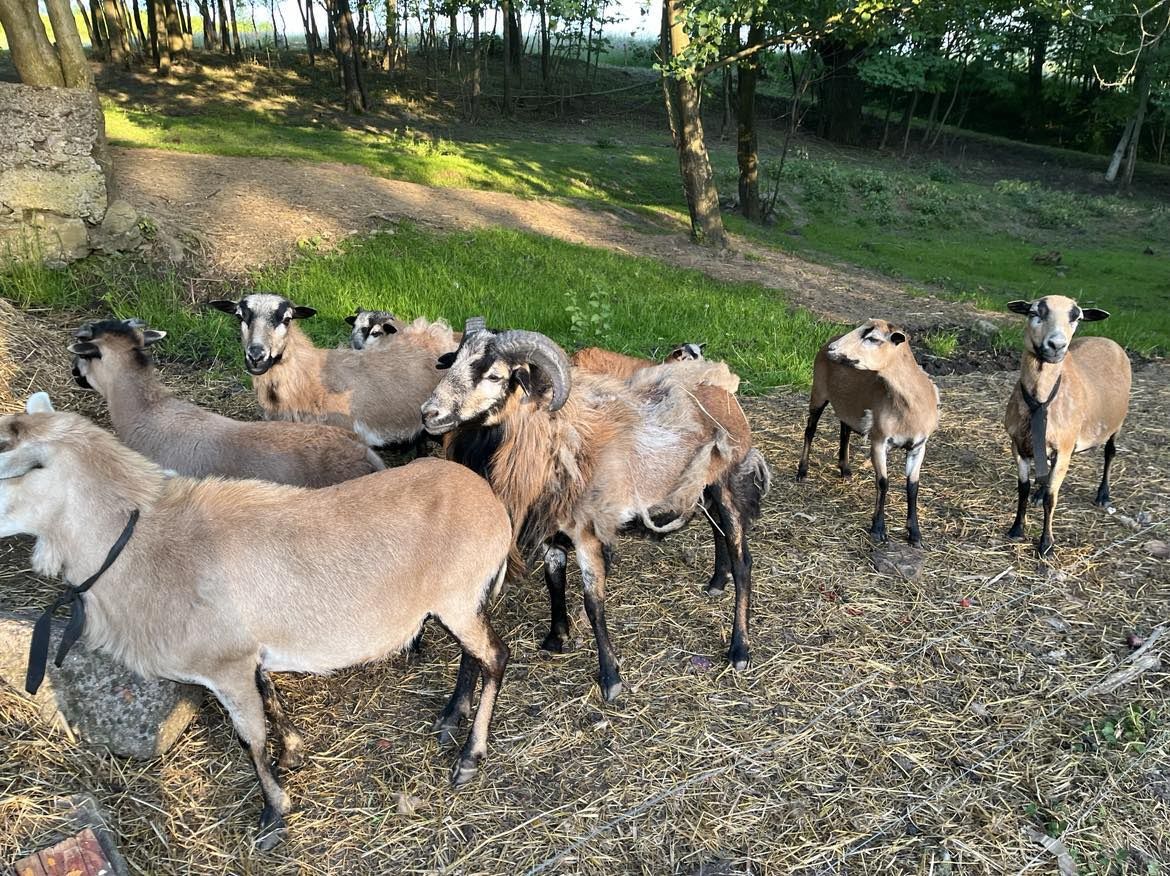 Owce tryki kameruńskie