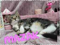 KOCIAKI, KOTKI DO ADOPCJI, zaszczepione, odrobaczone
