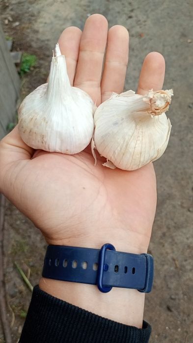Часник Любаша для посадки