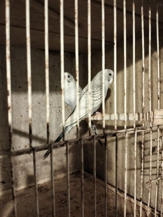 Casal periquitos texas