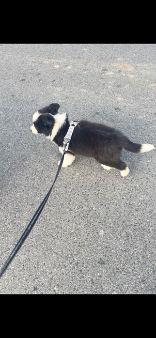 Border collie szczenię z rodowodem gotowy do odbioru