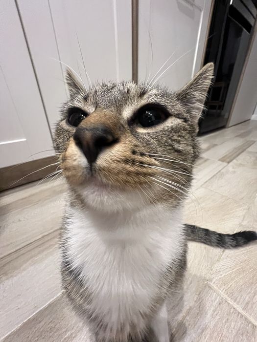 kotka ZA DARMO oddam w dobre ręce