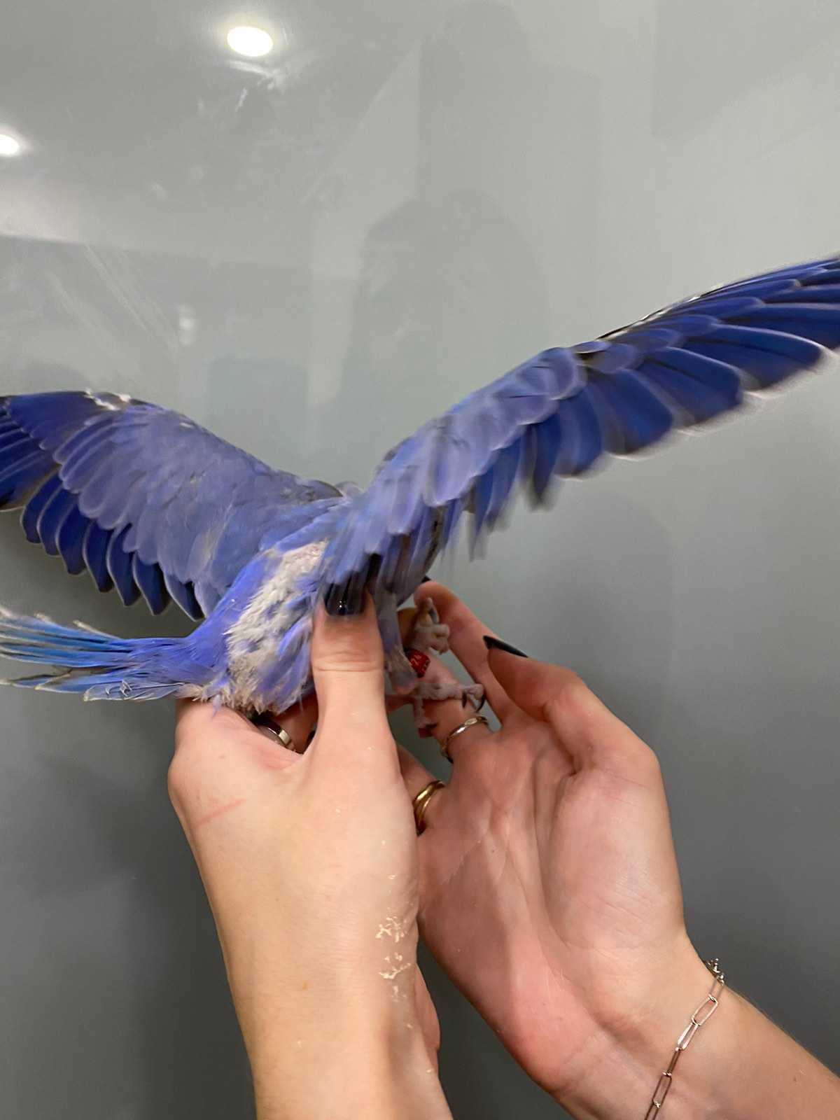 Ожерелка, попугай ожереловый фиолетовый, редкий попугай