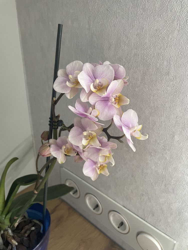 Продам орхідею