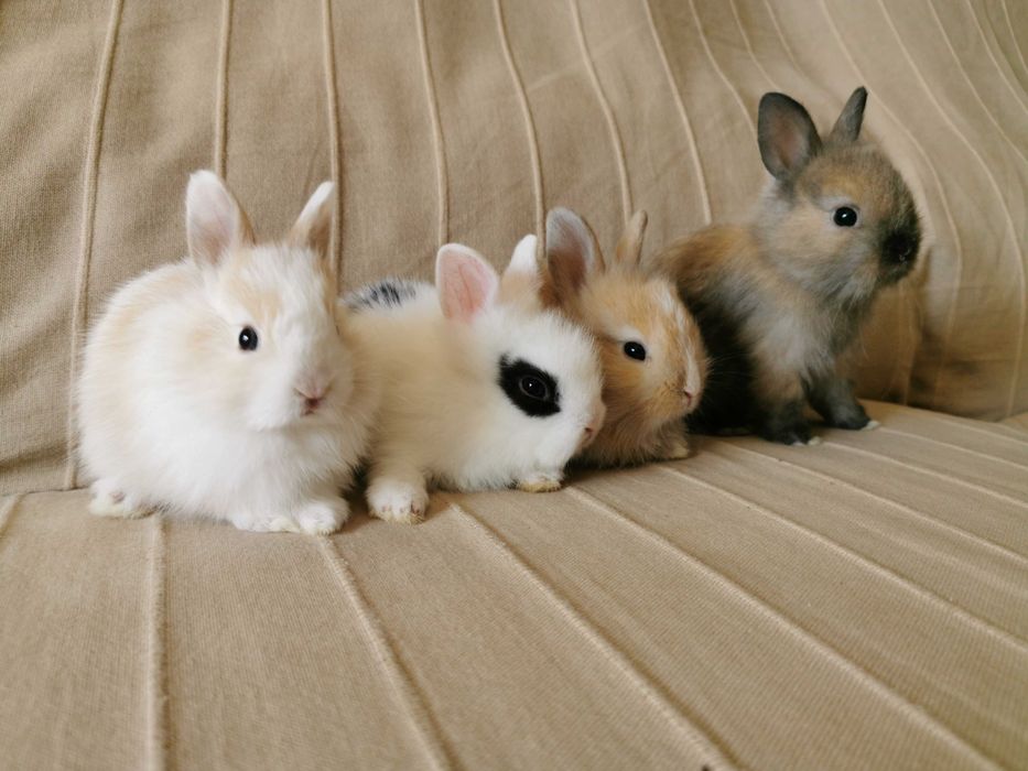 Coelhos anões bebés + gaiola nova + alimentação adequada