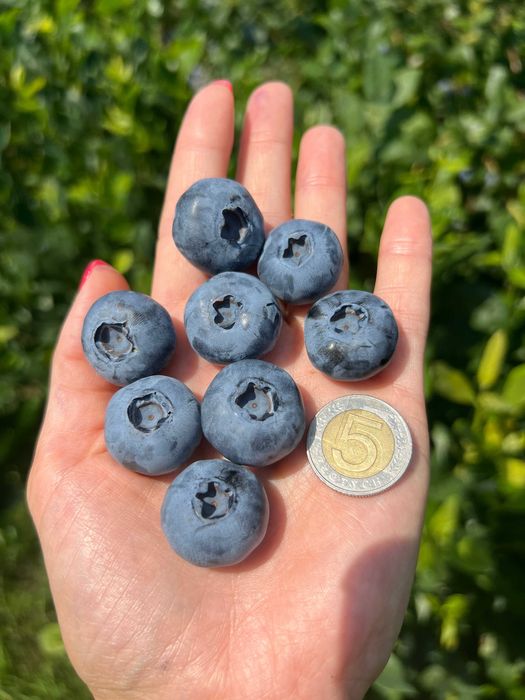 Sadzonki borówki Mega TORO, blueberry seedlings