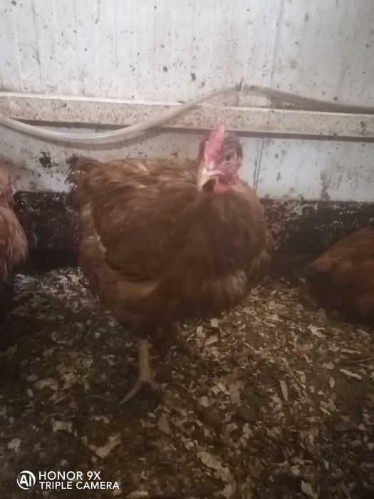 Курочка Голошийка Іспанка червона