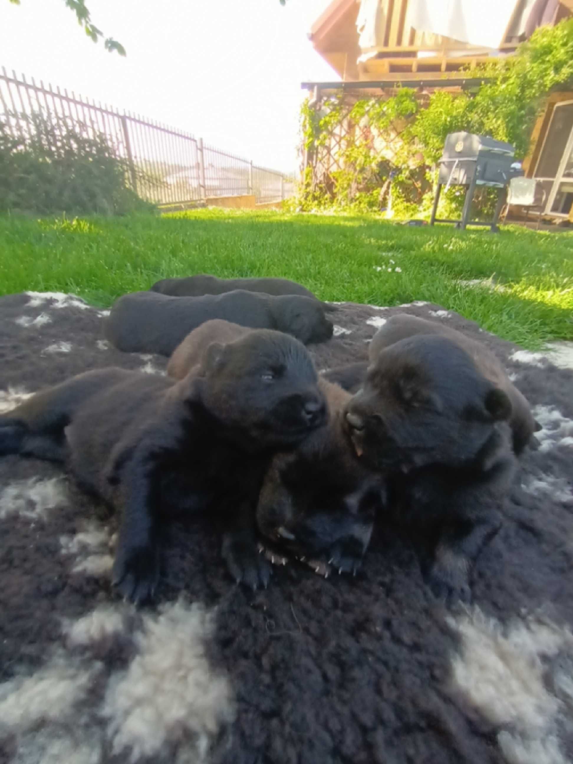 Eurasier- dziewczynka bicolor