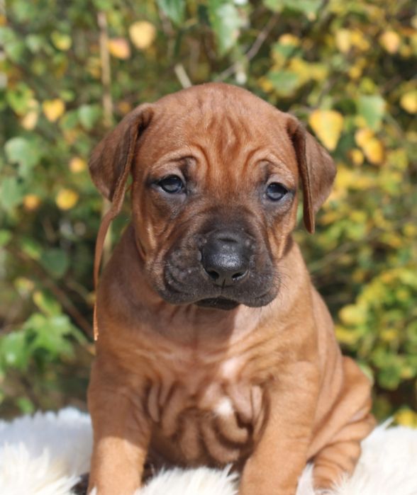 Rhodesian Ridgeback-urocza suczka