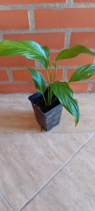 Lirio da Paz em vaso