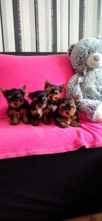 Pies York shireTerrier mini miniaturka