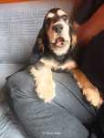 Cocker spaniel z czekoladowym noskiem