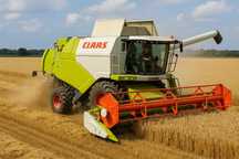 Usługi koszenia zbóż, rzepaku, łubinu, grochu – Claas – Lubuskie