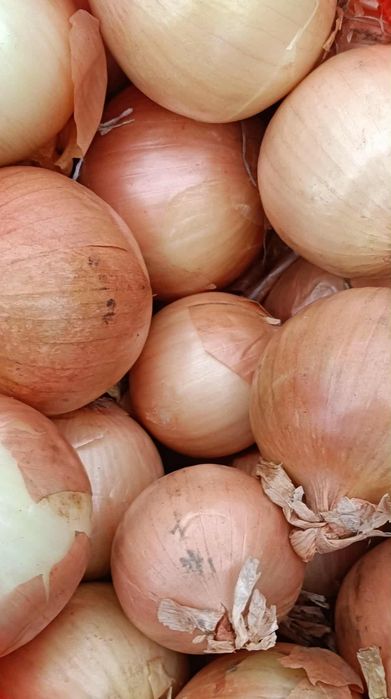 Sprzedam cebulę żółta