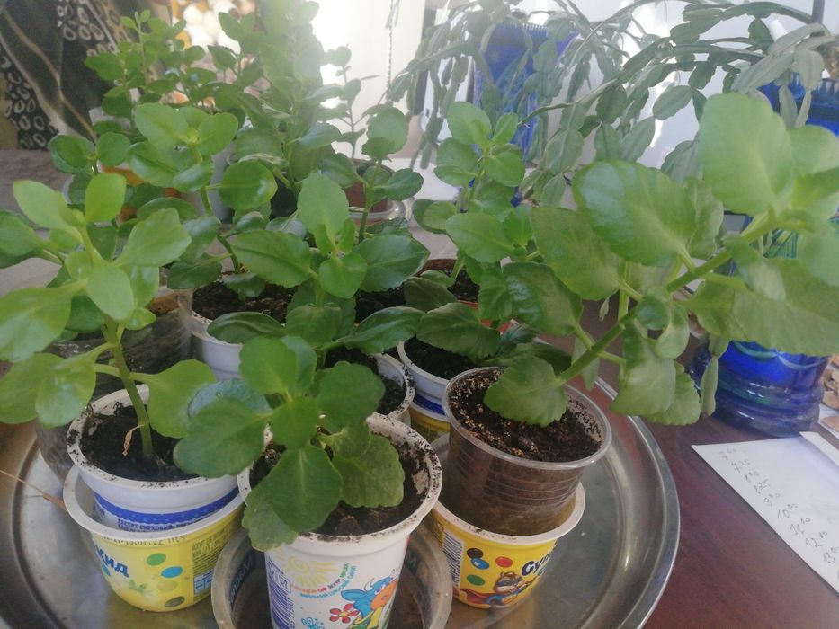 Каланхоэ Каландива