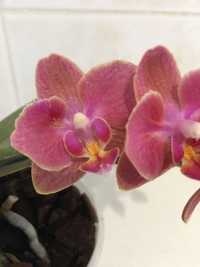 Сортові орхідеї Парфумерна фабрика
