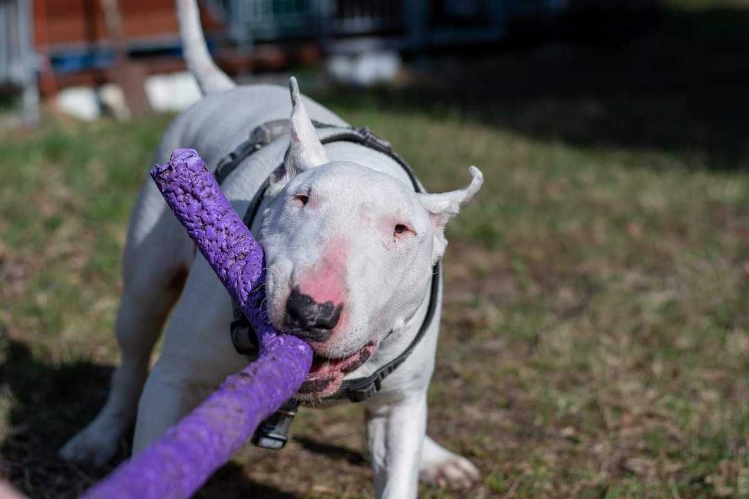 Guli, bullterier, do adopcji, Amstaffy Niczyje