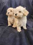 Maltipoo piękna suczka