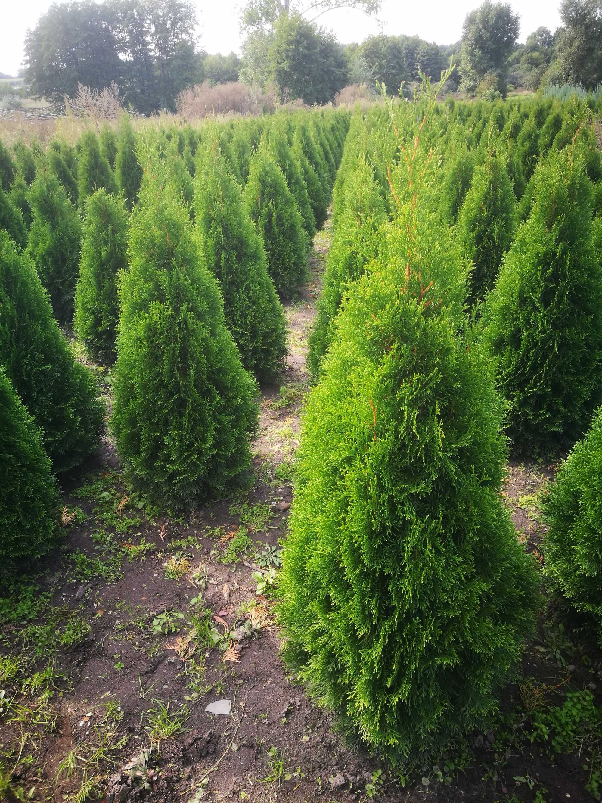 Tuja Szmaragd Thuja szmaragd 130-150cm!!!