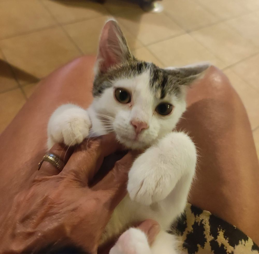 Mruczek szuka domu  kot koty kociaki do adopcji oddam za darmo