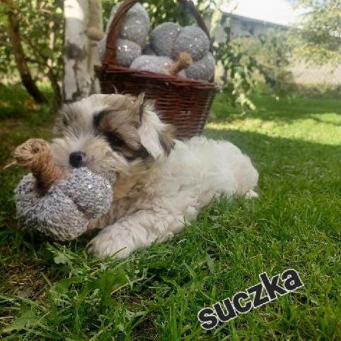 Sprzedam suczkę shihtzu.
