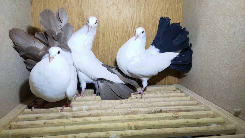 Gołębie pawiki młode