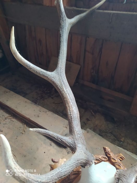 Роги оленя з різьбленою дошкою